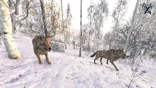 传奇不止是打怪升级：深度剖析玛法大陆的文化密码与精神内核